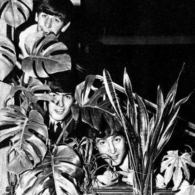 The Beatles photo 185