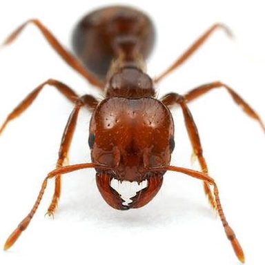 Formigas Valentes