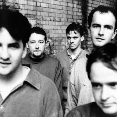 The Orchids