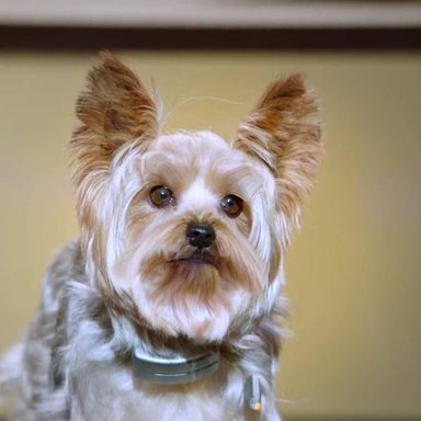 Pup Star